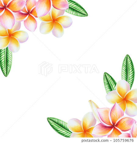 Watercolor frame with realistic tropical illustration of plumeria flowers with leaves isolated on white background. Beautiful botanical hand painted frangipani clip art. For designers, spa decoration, Watercolor frame with realistic tropical illustration of plumeria flowers with leaves isolated on white background. Beautiful botanical hand painted frangipani clip art. For designers, spa decoration, 105759676