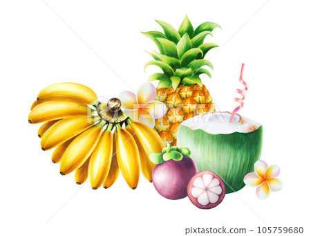 Watercolor fruit composition with fresh pineapple, mangosteens, bananas, green coconut with tube for drinks, orchid flowers and frangipani flowers. Tropical illustrations isolated on white background. Watercolor fruit composition with fresh pineapple, mangosteens, bananas, green coconut with tube for drinks, orchid flowers and frangipani flowers. Tropical illustrations isolated on white background. 105759680