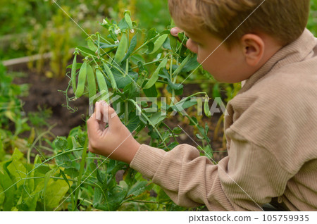 Selective focus boy who plucks a green pod of peas from the garden Selective focus boy who plucks a green pod of peas from the garden 105759935