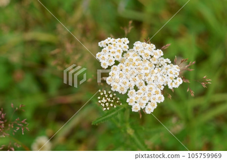 close-up image of tiny white flowers of Alyssum maritimum, common name sweet alyssum close-up image of tiny white flowers of Alyssum maritimum, common name sweet alyssum 105759969