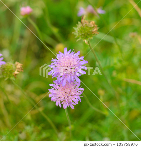 Close-up of a purple Aizoaceae flower in the rays of the daytime sun 105759970