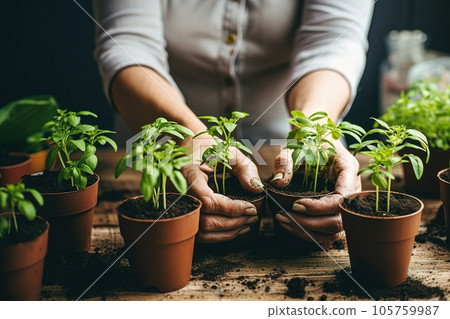 Woman tends to and repots her houseplants at home Woman tends to and repots her houseplants at home 105759987