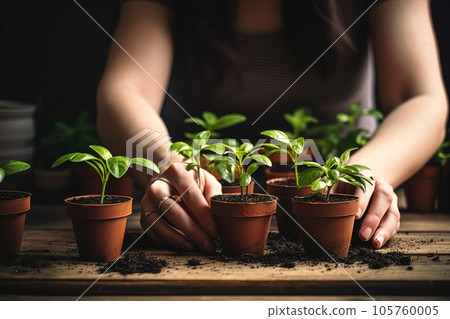 Woman tends to and repots her houseplants at home 105760005
