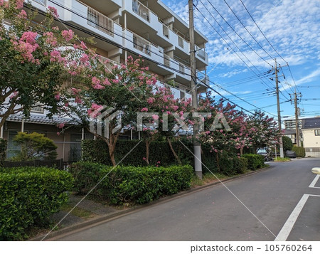 夏季公寓花園盛開的紫薇粉紅色花朵 105760264