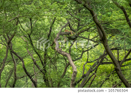 wild indian female leopard or panther or panthera pardus fusca hanging resting on branch of tree in monsoon season and natural scenic green background in forest of india asia 105760304