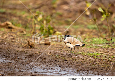Near threatned bird river lapwing or Vanellus duvaucelii bird closeup or portrait at dhikala zone of jim corbett national park forest or tiger reserve uttarakhand india asia Near threatned bird river lapwing or Vanellus duvaucelii bird closeup or portrait at dhikala zone of jim corbett national park forest or tiger reserve uttarakhand india asia 105760307