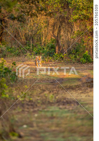 indian wild bengal male tiger or panthera tigris on territory stroll in natural green background forest feel in winter season safari dhikala zone of jim corbett national park reserve uttarakhand india indian wild bengal male tiger or panthera tigris on territory stroll in natural green background forest feel in winter season safari dhikala zone of jim corbett national park reserve uttarakhand india 105760309