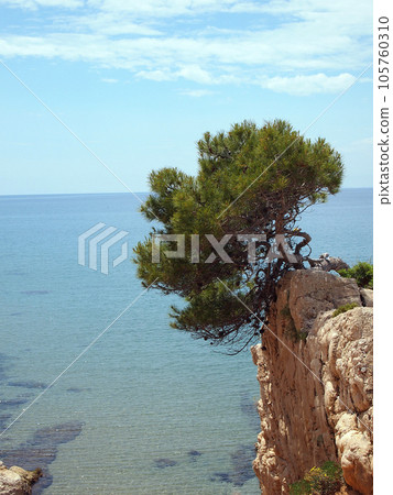 Lonely pine on the rocky seashore, close up 105760310