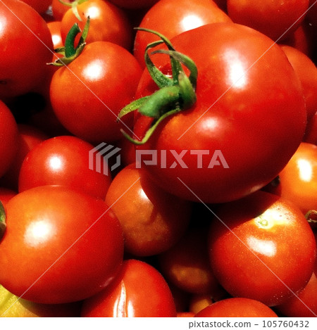 Harvested mini tomato Harvested mini tomato 105760432