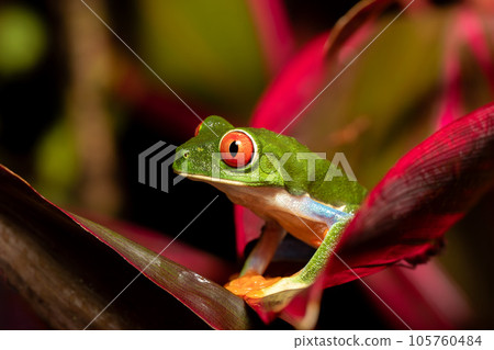 Red-eyed tree frog, Agalychnis callidryas, Cano Negro, Costa Rica wildlife 105760484