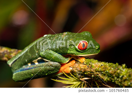 Red-eyed tree frog, Agalychnis callidryas, Cano Negro, Costa Rica wildlife 105760485