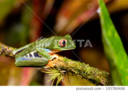 Red-eyed tree frog, Agalychnis callidryas, Cano Negro, Costa Rica wildlife 105760486
