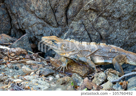 Black spiny-tailed iguana (Ctenosaura similis), Ocotal beach, Costa Rica wildlife Black spiny-tailed iguana (Ctenosaura similis), Ocotal beach, Costa Rica wildlife 105760492