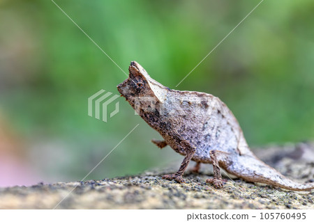 Perinet leaf chameleon, Brookesia theresieni, Reserve Peyrieras Madagascar Exotic. Madagascar wildlife 105760495
