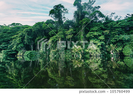 Dense Tropical Rain Forest, river Cano Muerto, Tortuguero, Costa rica Dense Tropical Rain Forest, river Cano Muerto, Tortuguero, Costa rica 105760499