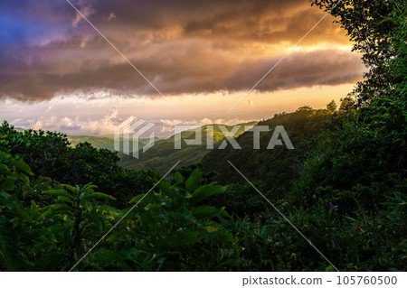 Dense Tropical Rain Forest, Santa Elena, Costa rica 105760500