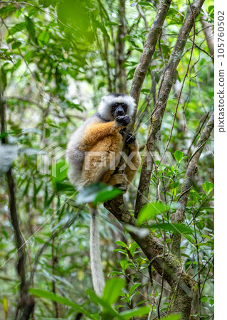 Lemur Diademed Sifaka, Propithecus diadema, Madagascar wildlife 105760502