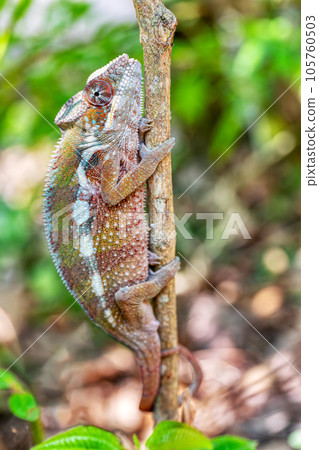 Panther chameleon, Furcifer pardalis, Reserve Peyrieras Madagascar Exotic, Madagascar wildlife 105760503