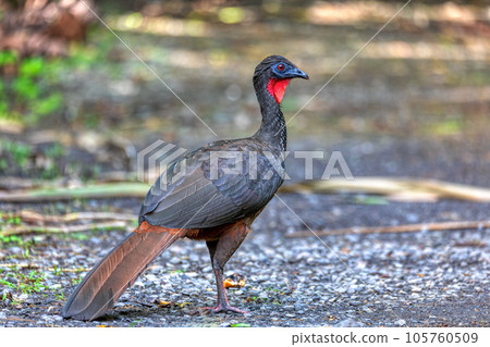 Crested Guan (Penelope purpurascens) in rainforest, Costa Rica Crested Guan (Penelope purpurascens) in rainforest, Costa Rica 105760509