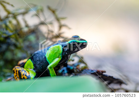 Baron's Mantella, Mantella Baroni, Endemic frog. Madagascar wildlife 105760523