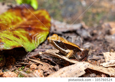 Mantidactylus melanopleura, Andasibe-Mantadia National Park, Madagascar wildlife 105760524