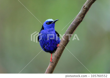 Red-legged honeycreeper, Cyanerpes cyaneus, La Fortuna, Costa Rica 105760552