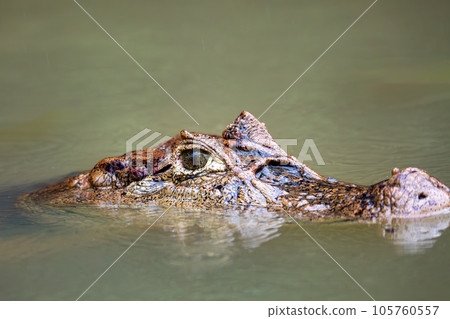 Spectacled caiman, Caiman crocodilus Cano Negro, Costa Rica. 105760557