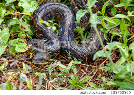 Malagasy Tree Boa, snake Sanzinia Madagascariensis, Analamazaotra National Park, Madagascar Malagasy Tree Boa, snake Sanzinia Madagascariensis, Analamazaotra National Park, Madagascar 105760560