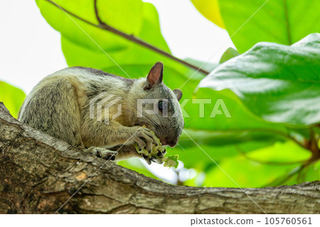 Variegated squirrel, Sciurus variegatoides, Coco, Costa rica wildlife Variegated squirrel, Sciurus variegatoides, Coco, Costa rica wildlife 105760561