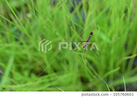 Nannophya矮 Nannophya矮 105760601