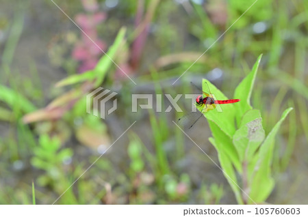 Nannophya矮 105760603