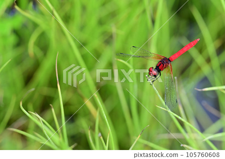 Nannophya矮 105760608