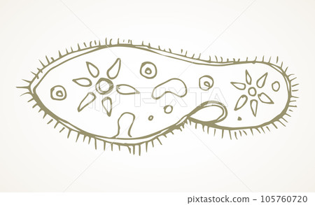 Paramecium caudatum. Vector drawing icon 105760720