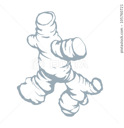 Ginger. Vector drawing food object Ginger. Vector drawing food object 105760721