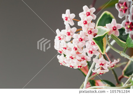 Hoya Carnosa Krimson Queen Wax Plant Bloom 105761284