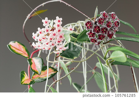 Hoya Carnosa and Hoya Pubicalyx Wax Plants Flowers Hoya Carnosa and Hoya Pubicalyx Wax Plants Flowers 105761285