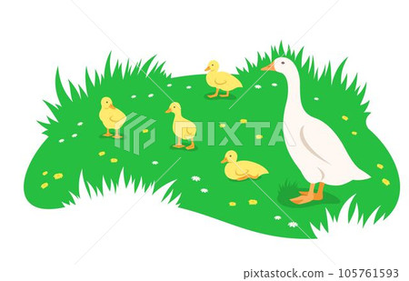 Mother goose and her little cute goslings in different poses grazing in the green meadow. Simple flat illustration 105761593