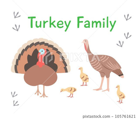 Turkey family, tom and hen with poults in different poses. Flat vector cartoon illustration. Isolated on white. Domestic farm livestock birds, poultry, male and female with offspring. Full length Turkey family, tom and hen with poults in different poses. Flat vector cartoon illustration. Isolated on white. Domestic farm livestock birds, poultry, male and female with offspring. Full length 105761621