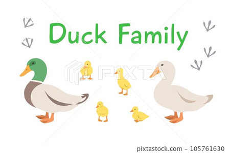 Duck, drake and ducklings in different poses. Flat vector cartoon illustration. Isolated on white. Domestic farm livestock birds family, poultry, male and female with offspring. Full length, side view 105761630