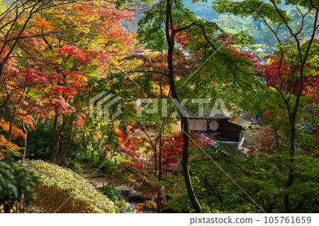 橫濱本牧三溪園的秋天，秋葉長秋閣 105761659