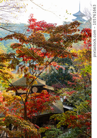 Autumn in Yokohama Honmoku Sankei-en Garden with autumn leaves Choshukaku 105761663