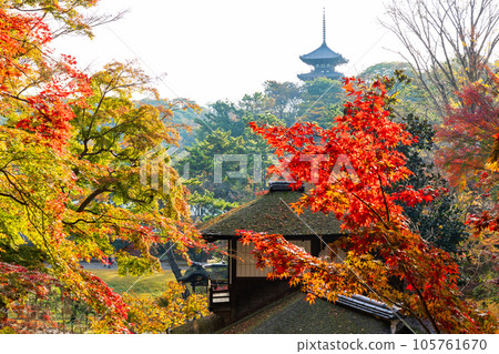 橫濱本牧三溪園的秋天,秋葉長秋閣 橫濱本牧三溪園的秋天,秋葉長秋閣 105761670