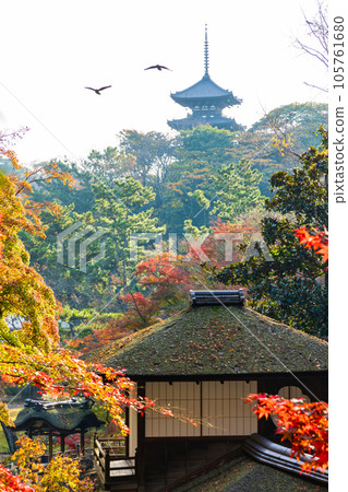 橫濱本牧三溪園的秋天，秋葉長秋閣 105761680