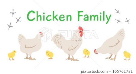 Chicken, rooster and chicks in different poses. Flat vector cartoon illustration. Isolated on white. Domestic farm livestock birds family, poultry, male female with offspring. Full length, side view Chicken, rooster and chicks in different poses. Flat vector cartoon illustration. Isolated on white. Domestic farm livestock birds family, poultry, male female with offspring. Full length, side view 105761781