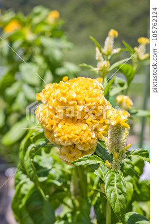 Kurume Celosia Yellow Kurume Celosia Yellow 105762124