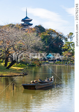 Autumn in Honmoku, Yokohama Sankeien Garden with colored leaves 105762248