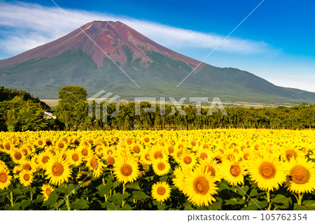 “山梨縣”夏天的富士山和盛開的向日葵田，花宮公園 105762354