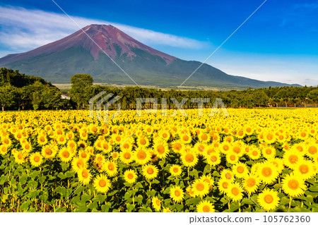 "Yamanashi Prefecture" Mt. Fuji in summer and a sunflower field in full bloom, Hana no Miyako Park 105762360