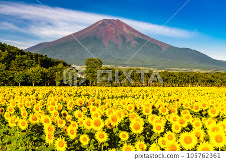 “山梨縣”夏天的富士山和盛開的向日葵田，花宮公園 105762361