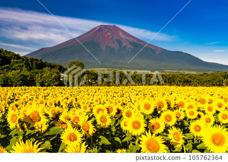 “山梨縣”夏天的富士山和盛開的向日葵田，花宮公園 105762364